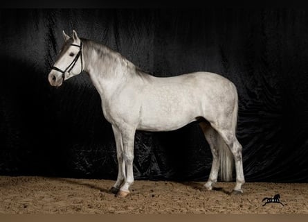 Lipizzaner, Ruin, 9 Jaar, 157 cm, Schimmel