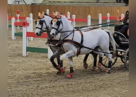 Lipizzaner, Ruin, 9 Jaar, 157 cm, Schimmel