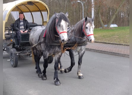 Lipizzaner Mix, Ruin, 9 Jaar, 160 cm, Appelschimmel