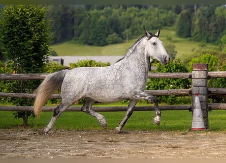 Lipizzaner, Ruin, 9 Jaar, 160 cm, Gevlekt-paard