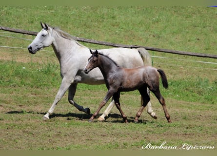 Lipizzaner, Stallion, Foal (05/2024), 15,2 hh, Gray