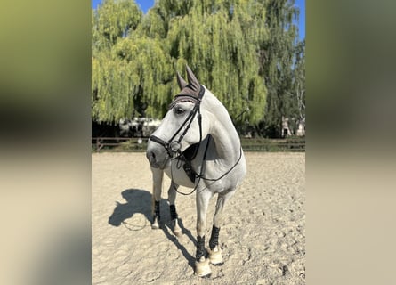 Lipizzaner, Stute, 13 Jahre, 165 cm