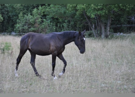 Lipizzaner, Stute, 1 Jahr, 155 cm, Dunkelbrauner