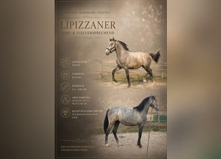Lipizzaner, Stute, 1 Jahr, 160 cm, Schimmel