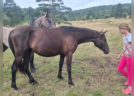 Lipizzaner, Stute, 2 Jahre, 153 cm, Brauner