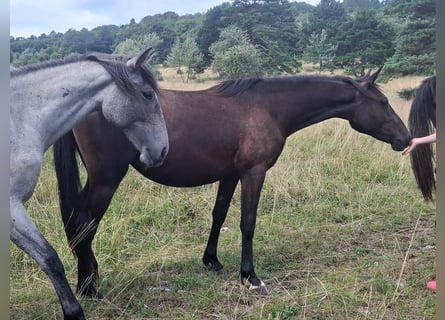 Lipizzaner, Stute, 2 Jahre, 153 cm, Brauner