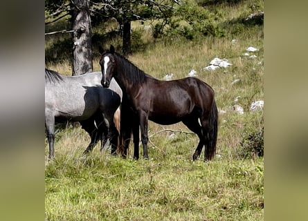 Lipizzaner, Stute, 2 Jahre, 153 cm, Brauner