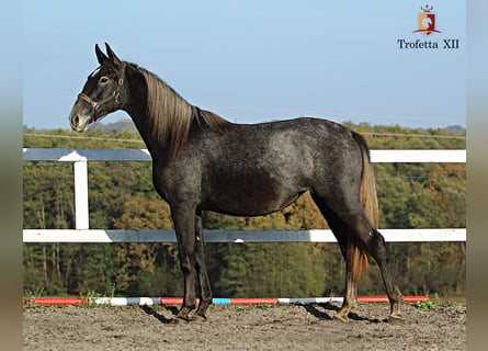 Lipizzaner, Stute, 2 Jahre, 160 cm, Schimmel