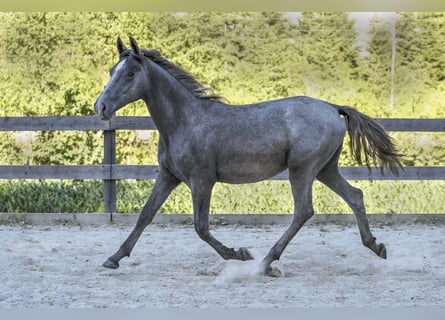 Lipizzaner, Stute, 2 Jahre, 162 cm, Schimmel