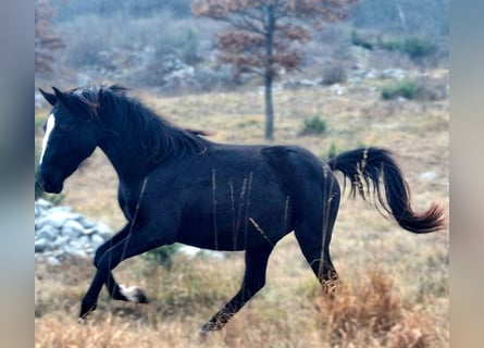 Lipizzaner, Stute, 3 Jahre, 150 cm, Dunkelbrauner