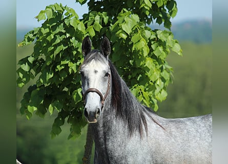 Lipizzaner, Stute, 4 Jahre, 155 cm, Schimmel