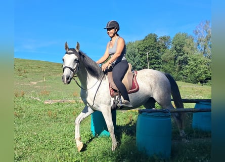 Lipizzaner, Stute, 6 Jahre, 152 cm, Fliegenschimmel