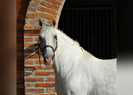 Lipizzaner, Stute, 8 Jahre, Schimmel