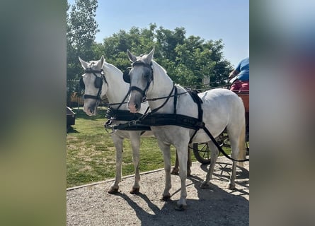 Lipizzaner, Stute, 9 Jahre, 160 cm, White