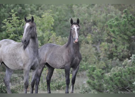 Lipizzaner, Valack, 2 år, Gråskimmel