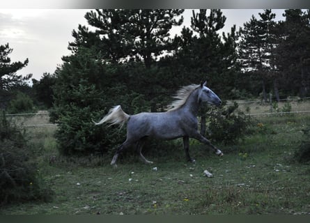 Lipizzaner, Valack, 3 år, 152 cm, Grå