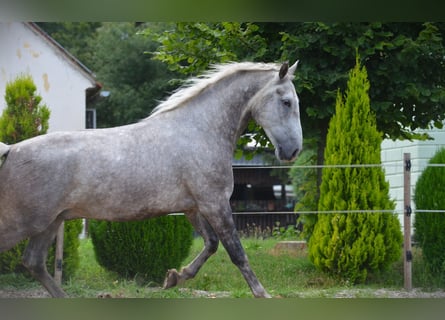 Lipizzaner, Valack, 5 år, 163 cm, Grå