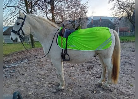 Lipizzaner, Wallach, 10 Jahre, 152 cm, Schimmel