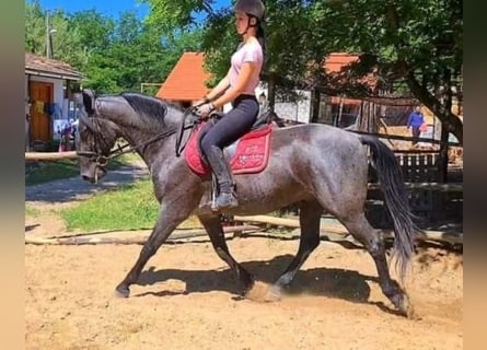 Lipizzaner, Wallach, 10 Jahre, 162 cm, Rappschimmel