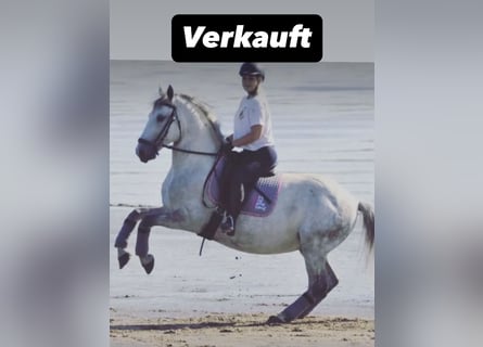 Lipizzaner Mix, Wallach, 12 Jahre, 159 cm, Apfelschimmel