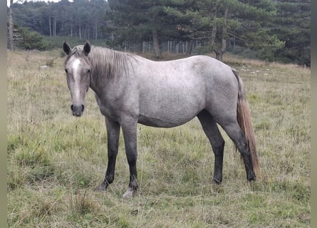 Lipizzaner, Wallach, 2 Jahre, 155 cm, Schimmel