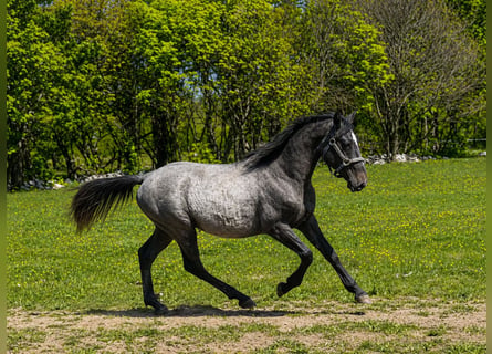 Lipizzaner, Wallach, 2 Jahre, Schimmel