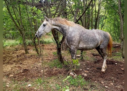 Lipizzaner, Wallach, 4 Jahre, 153 cm, Schimmel