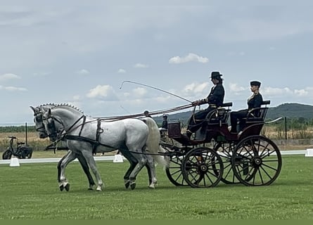 Lipizzaner, Wallach, 6 Jahre, 165 cm, Schimmel