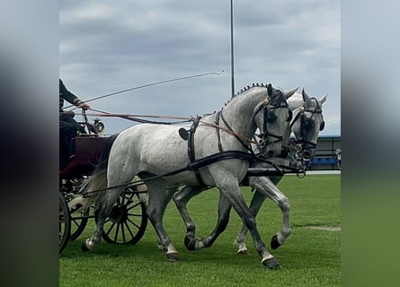 Lipizzaner, Wallach, 6 Jahre, 165 cm, White