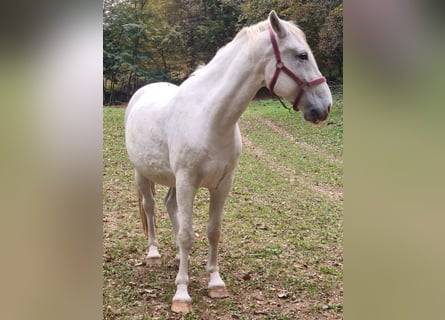 Lipizzaner, Wallach, 7 Jahre, 150 cm, Schimmel