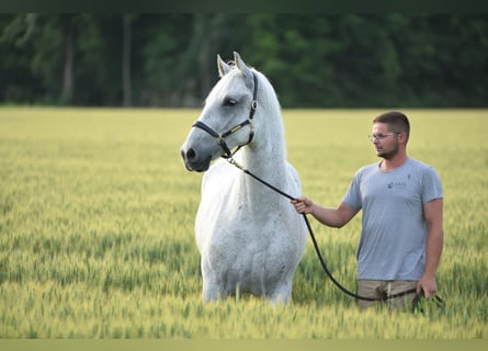 Lipizzaner, Wallach, 7 Jahre, 163 cm, Schimmel