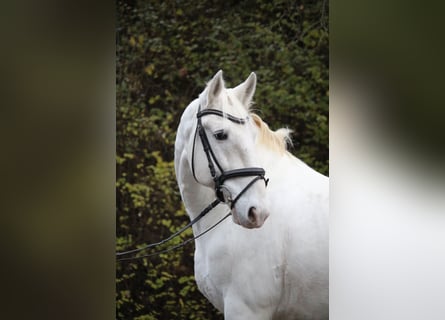 Lipizzaner, Wallach, 8 Jahre, 158 cm, Schimmel