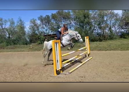 Lipizzaner, Wallach, 8 Jahre, 159 cm, Schimmel