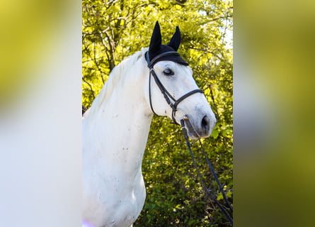 Lipizzaner, Wallach, 8 Jahre, 164 cm, Schimmel