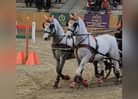 Lipizzaner, Wallach, 9 Jahre, 157 cm, White