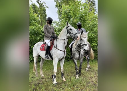 Lipizzano, Castrone, 11 Anni, 164 cm, Grigio trotinato