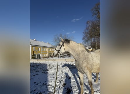 Lipizzano, Castrone, 14 Anni, 162 cm, Grigio