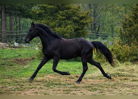 Lipizzano, Castrone, 2 Anni, 153 cm, Morello