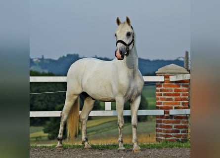 Lipizzano, Castrone, 6 Anni, 151 cm