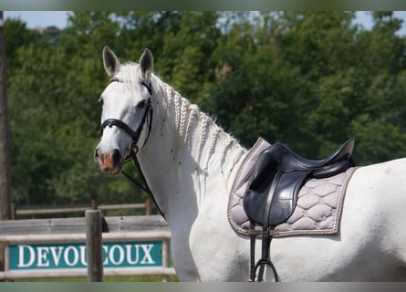 Lipizzano, Castrone, 8 Anni, 161 cm, Grigio