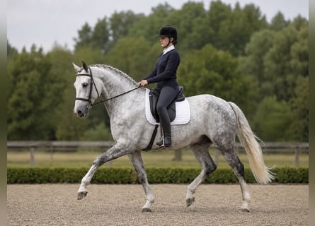 Lipizzano, Castrone, 8 Anni, 165 cm, Grigio