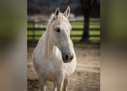 Lipizzano, Giumenta, 14 Anni, Grigio