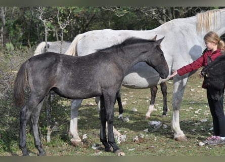 Lipizzano, Stallone, 1 Anno, 160 cm, Grigio