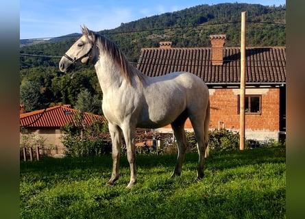 Lipizzano, Stallone, 3 Anni, 153 cm, Grigio