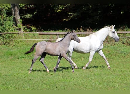 Lipizzano, Stallone, Puledri
 (03/2024), 160 cm, Grigio