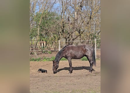 Lipizzanos, Caballo castrado, 11 años, 160 cm, Ruano azulado