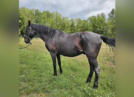 Lipizzanos, Caballo castrado, 11 años, 160 cm, Ruano azulado