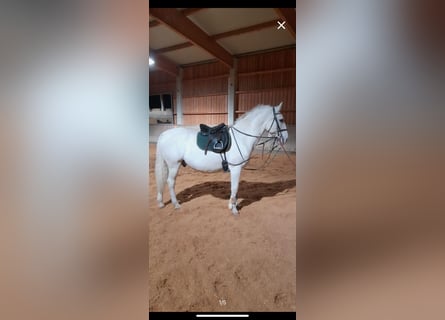 Lipizzanos, Caballo castrado, 14 años, 156 cm, White/Blanco