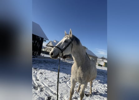 Lipizzanos, Caballo castrado, 14 años, 163 cm, Tordo