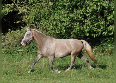 Lipizzanos, Caballo castrado, 3 años, 147 cm, Tordo